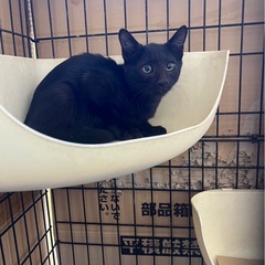 至急  可愛い子猫  黒猫ちゃん  約3ヶ月