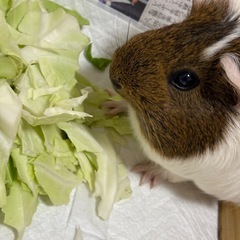 モルモットのつむぎちゃん