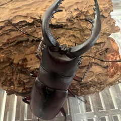 ノコギリクワガタ幼虫差し上げますの画像