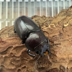 ノコギリクワガタ幼虫差し上げますの画像