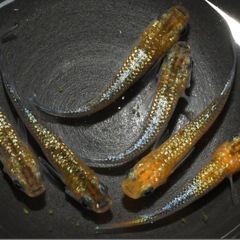 メダカ『獅子流し』♂1 ♀2の画像