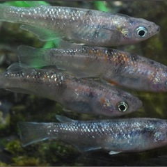 メダカ『雷神白虎』♂1♀2の画像