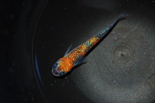 最新世代『月華』の特上種親候補1ペア