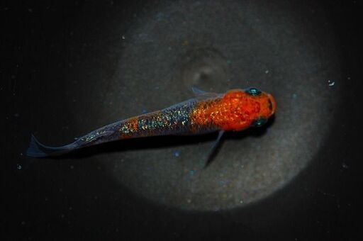 最新世代『月華』の特上種親候補1ペア