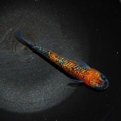 最新世代『月華』の特上種親候補1ペアの画像