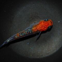 最新世代『月華』の特上種親候補1ペアの画像