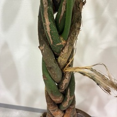 観葉植物🪴パキラの画像