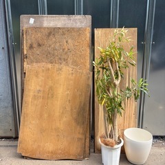 コンパネ　植木の画像