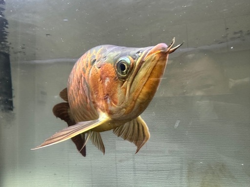 熱帯魚　大型魚