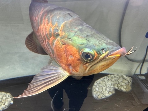 熱帯魚　大型魚