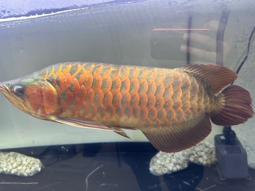 熱帯魚　大型魚