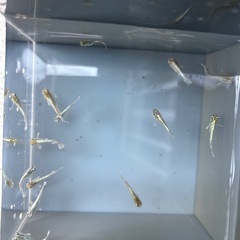 メダカ　コカレロ　5匹の画像