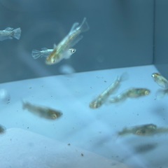 メダカ　コカレロ　5匹の画像