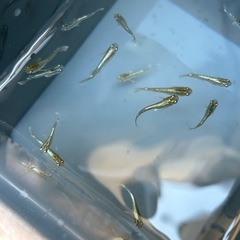メダカ　コカレロ　5匹の画像
