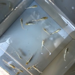 メダカ　コカレロ　5匹の画像