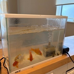 金魚　4匹の画像