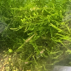 【元気】ミナミヌマエビ&水草セットの画像