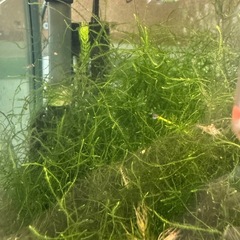 【元気】ミナミヌマエビ&水草セットの画像