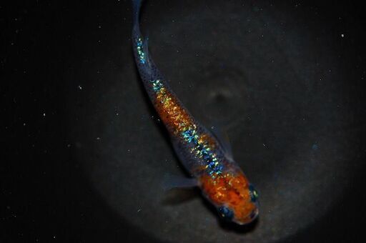 最新世代『月華』の上物種親候補2ペア