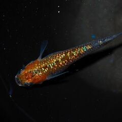 最新世代『月華』の上物種親候補2ペアの画像