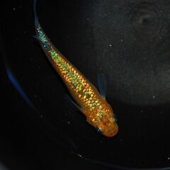 最新世代『月華』の上物種親候補2ペアの画像