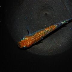 最新世代『月華』の上物種親候補2ペアの画像