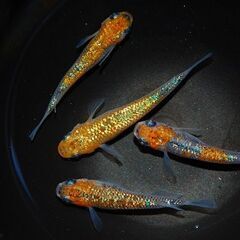 最新世代『月華』の上物種親候補2ペアの画像