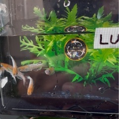 メダカ『LU-04』2ペア
の画像