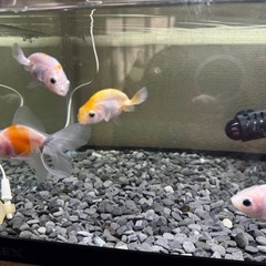 ぱんだらんちゅう、オランダテール、らんちゅうの画像