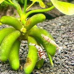 ★ バナナ プラント 水中葉 無農薬の画像