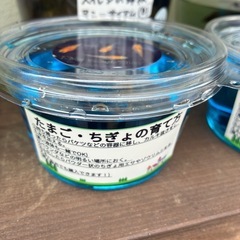 めだかのたまご・針子　【ピンクサファイア】  ゆめめだか　うるま市　無人販売の画像