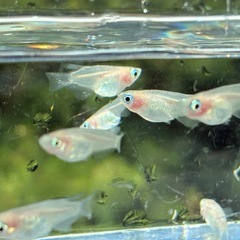 めだかのたまご・針子　【紅ほっぺ】  ゆめめだか　うるま市　無人販売の画像