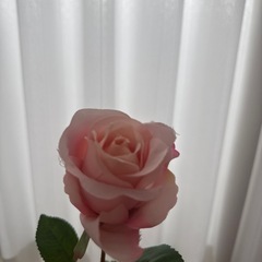 造花もろもろの画像