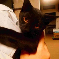 黒仔猫オス　里親募集　譲渡会には参加しません。