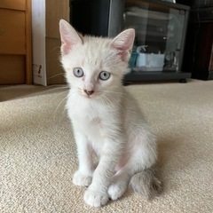 生後2ヶ月の子猫、オスメス両方