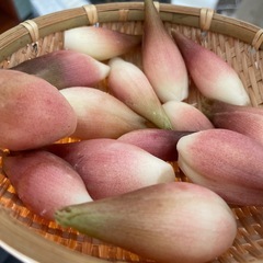旬の秋みょうが　12〜13個 の画像
