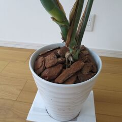 観葉植物　大型モンステラ　鉢植えの画像
