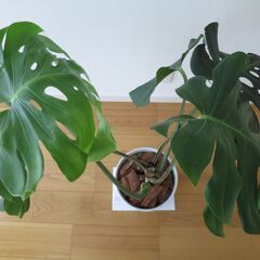 観葉植物　大型モンステラ　鉢植えの画像