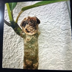 プルメリア　　人気の白黄色ののお花の株になります💕の画像