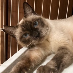 たおちゃん（シャム系）🐈‍⬛です