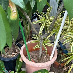 プルメリア　赤い花🌺　　　　　　かろうじて、まだお花が咲いています💕の画像