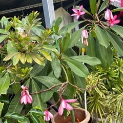 プルメリア　赤い花🌺　　　　　　かろうじて、まだお花が咲いています💕の画像