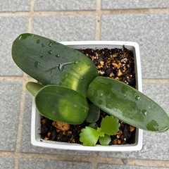 マユハケオモト苗(2株)の画像