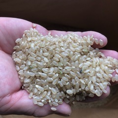 (決定済)R7年度新米　玄米30kgの画像