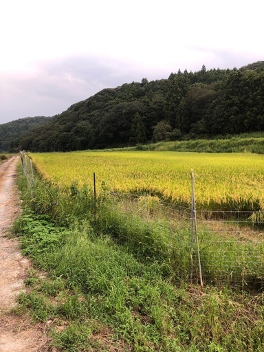 (決定済)R7年度新米　玄米30kg