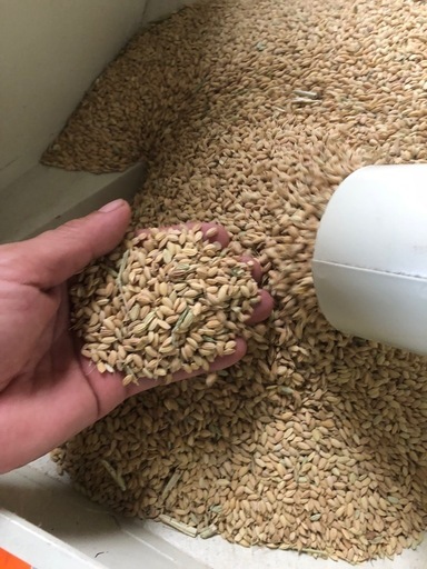 (決定済)R7年度新米　玄米30kg