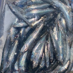 🎣 釣り好き女子さん募集中！