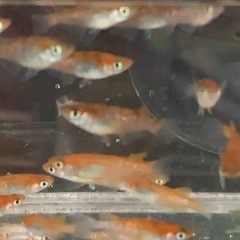 メダカ　三色ラメ　選別漏れ　20匹　500円の画像