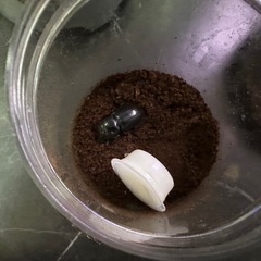 ダイオウヒラタクワガタ　ペアの画像