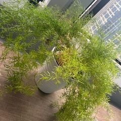 アスパラ観葉植物　鉢　ボリュームありますの画像
